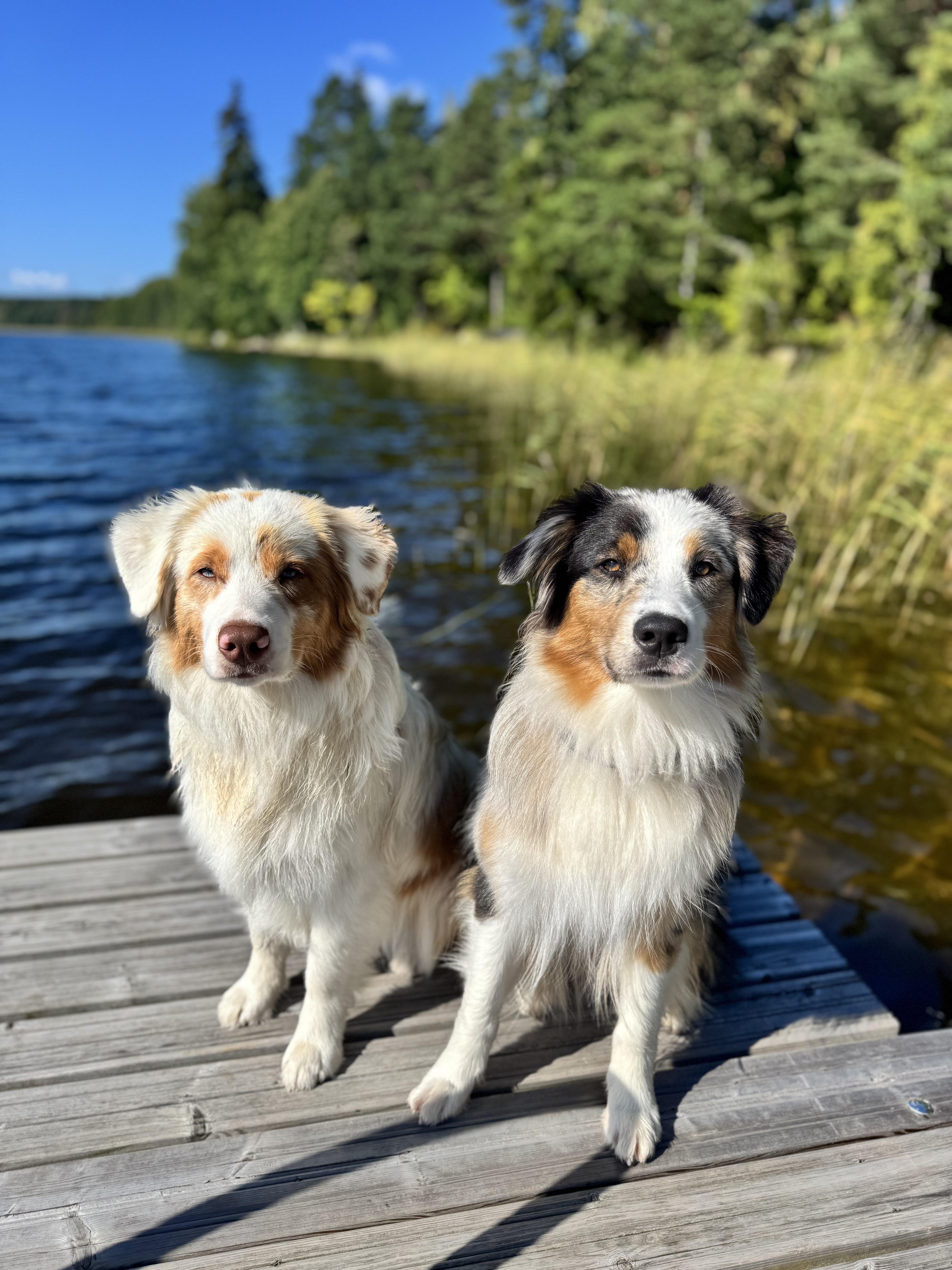 Doris and Fasu, two Australian Shepherds, on a jetty